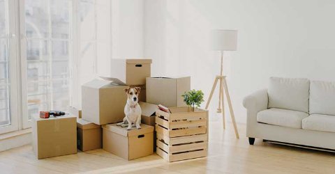 Dog sitting on moving boxes in new home